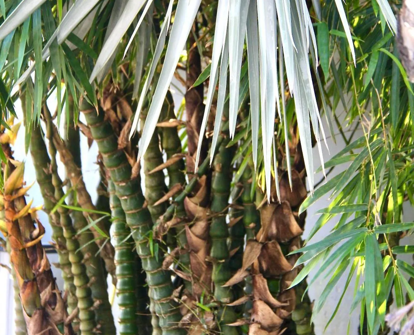 Le Baobab Rouge - Maison D'Hotes Reservee Aux Femmes Le Lamentin Guest house