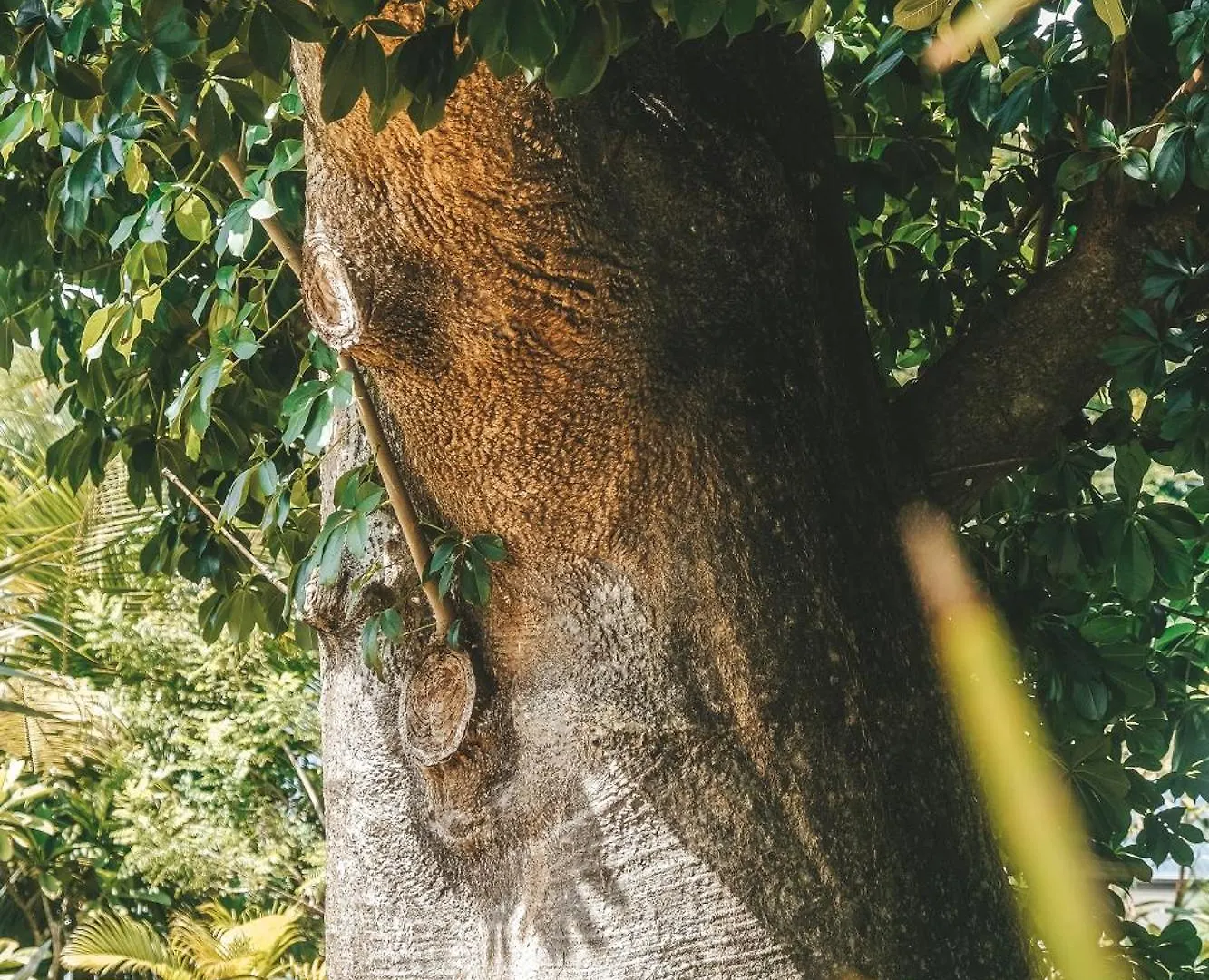 Le Baobab Rouge - Maison D'Hotes Reservee Aux Femmes Le Lamentin